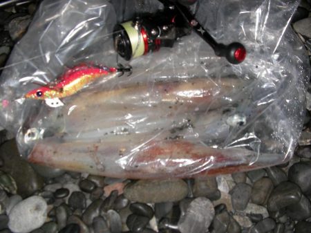 湾内は太刀魚、石津浜がヤリイカ絶好調！！！！！！