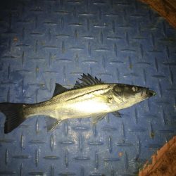 コウイカや太刀魚が連日釣れました！