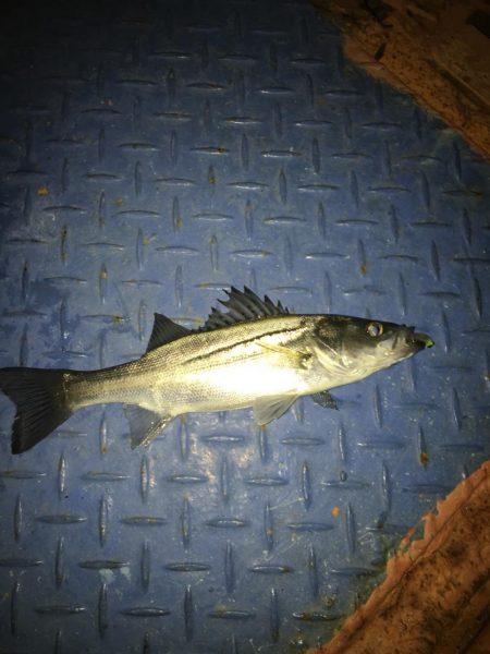 コウイカや太刀魚が連日釣れました！