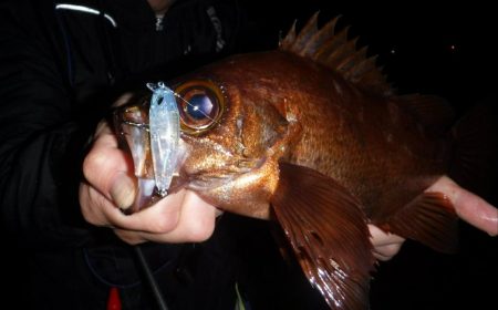 春爆！？磯メバルのプラグゲーム