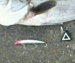 やりました! Big – 1