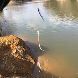 ワカサギ釣り、上津ダム壊滅的、布目ダム絶好調