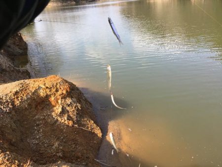 ワカサギ釣り、上津ダム壊滅的、布目ダム絶好調