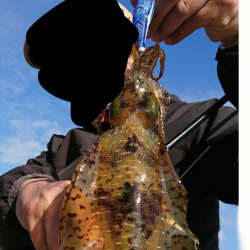 仲間とエギング