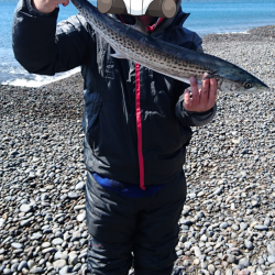 メジロ、サワラ、ヒラメ、絶好調