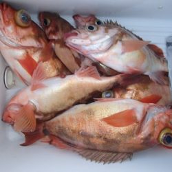 第二むつ漁丸 釣果