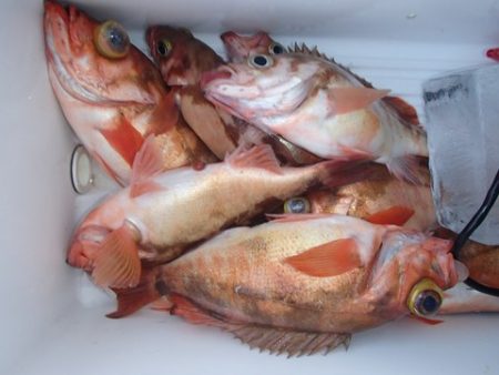 第二むつ漁丸 釣果