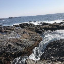 南紀エギングでアオリイカ