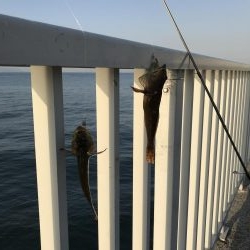 サイズが、、、