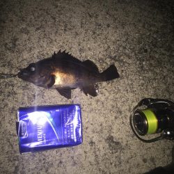 メバルプラッキングが楽しくて！