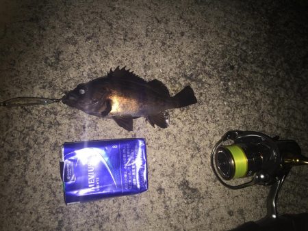 メバルプラッキングが楽しくて！