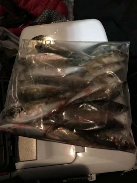 アジング釣行記