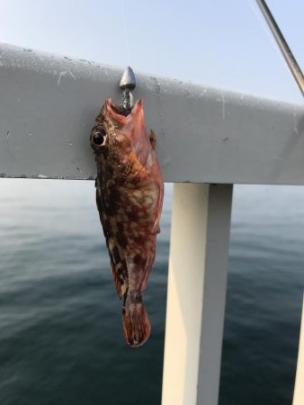 アナハゼ も楽しい！