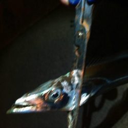 湾内は太刀魚、石津浜がヤリイカ絶好調！！！！！！