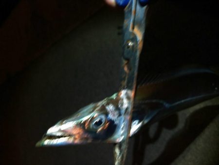 湾内は太刀魚、石津浜がヤリイカ絶好調！！！！！！