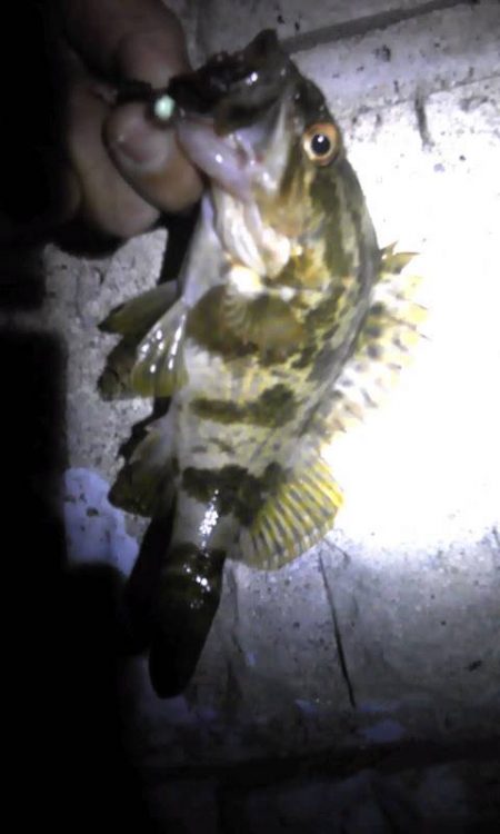 食料調達作戦❗