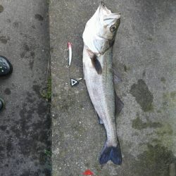 やりました! Big – 1