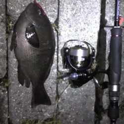 メバリングで無くグレリング