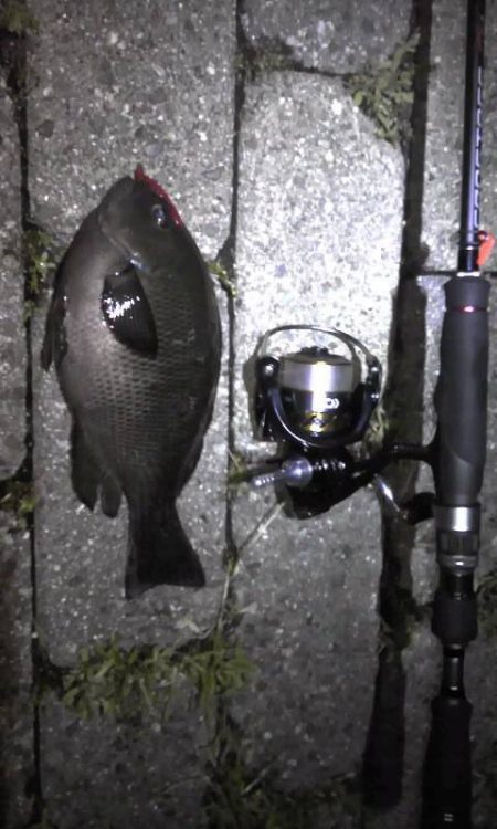 メバリングで無くグレリング