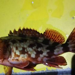 焼津港　連日太刀魚釣果