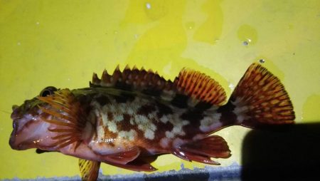 焼津港　連日太刀魚釣果