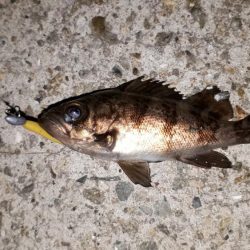 数釣りを楽しむ～