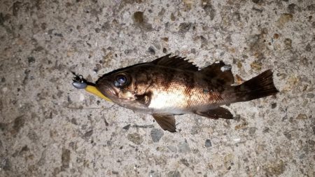 数釣りを楽しむ～