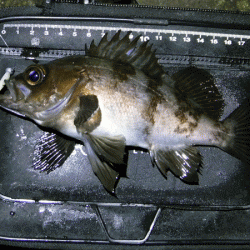 姫路メバル(2018-3)