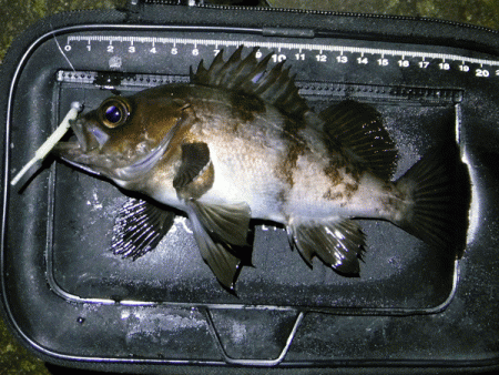 姫路メバル(2018-3)