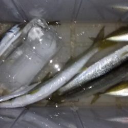 アジングからのカマッシング