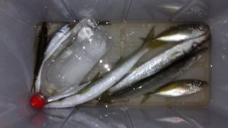 アジングからのカマッシング