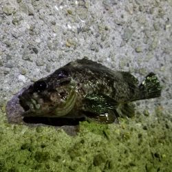 初！淡路島釣行