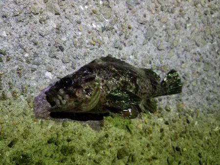 初！淡路島釣行