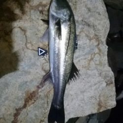 アフターシーバス