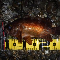 春爆！？磯メバルのプラグゲーム