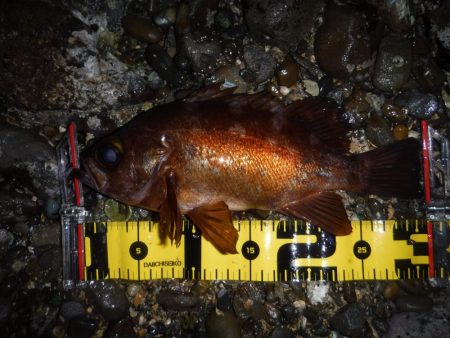 春爆！？磯メバルのプラグゲーム