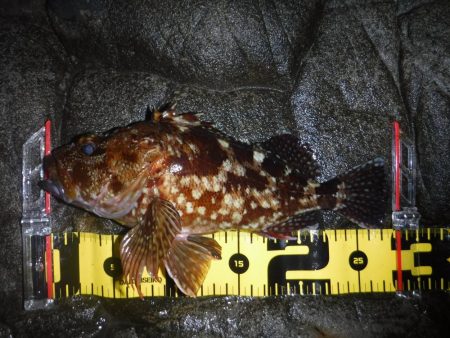 プラグでガシラ！