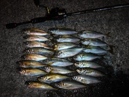 短時間アジング