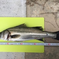 シーバスゲット！