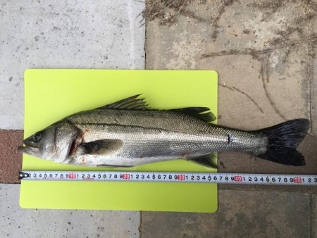 シーバスゲット！