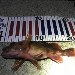 金メバルラッシュ！