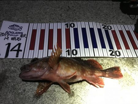 金メバルラッシュ！