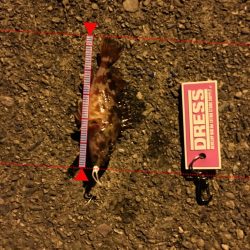 爆風の中ガシラに癒され