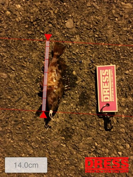 爆風の中ガシラに癒され