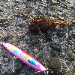 今年、初カレイ