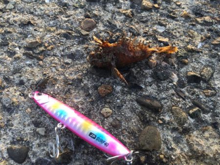 今年、初カレイ