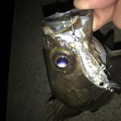 メバリング釣行第5弾