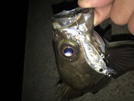 メバリング釣行第5弾