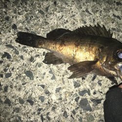 渋いライトゲーム