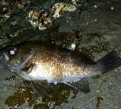 メバル釣れちゃいました。